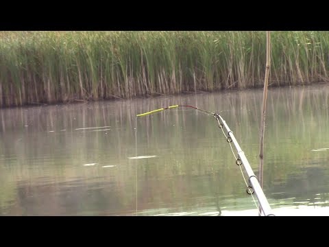 Видео: Риболовля в забродному костюмі. Відеофіксація клювання кивка.