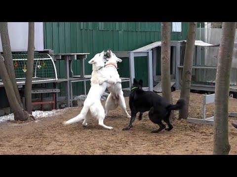 Видео: Когда собаки дерутся, что делать? Выпуск 4.
