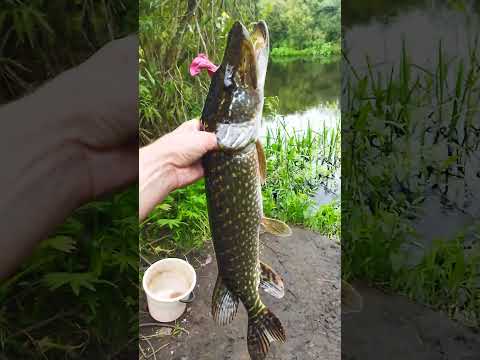 Видео: Довы..бывалась....ч1.
