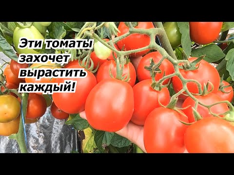 Видео: Любой из этих низкорослых томатов можете смело выращивать у себя на огороде!