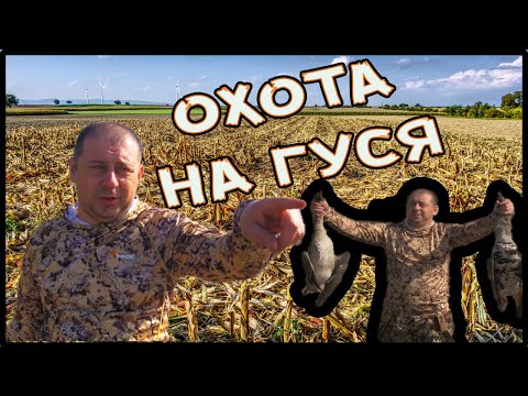 Видео: Охота на гуся. Куда пропал гусь...
