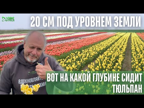 Видео: Луковица на 20 см вглубь! Зачем тюльпан сажают так глубоко? Показываем наглядно.