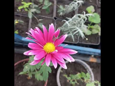 Видео: 7листопада. Висадка лохини ''Елізабет,,