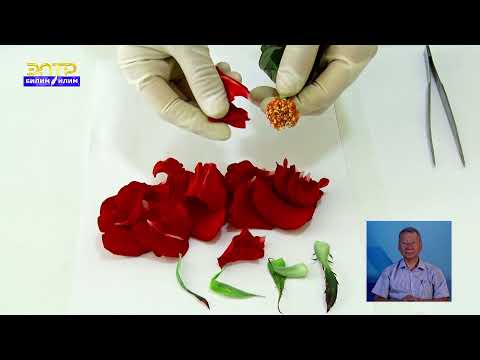 Видео: Гүлдү өсүмдүктүн түзүлүшү. Лилия гүлү.