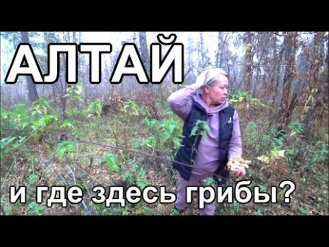 Видео: Алтай, Дачный влог, Собираем грибы в лесу, Баня Шашлык