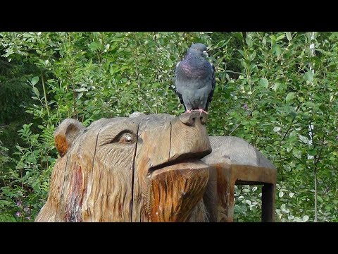 Видео: Муром-Ухта. Часть 2. Отрезок Юрья-Ухта