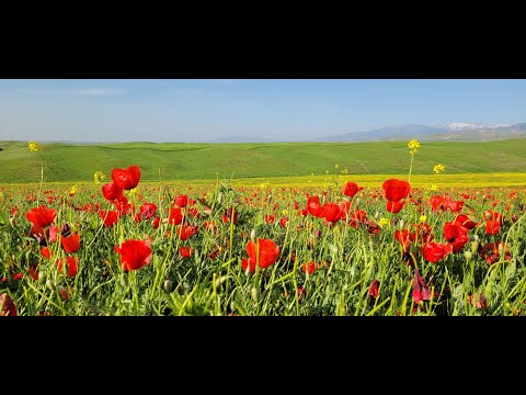 Видео: Маки еще не те, но было весело!