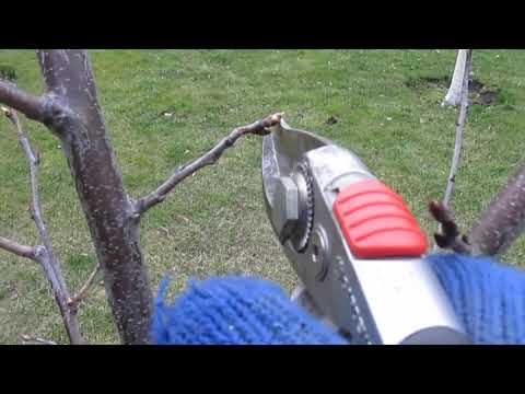 Видео: Обрезка сливы весной и летом.