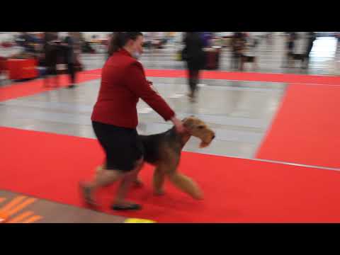 Видео: Выставка ЭРДЕЛЬТЕРЬЕРОВ ранга КЧК г. Санкт-Петербург, 31.10.2020 г