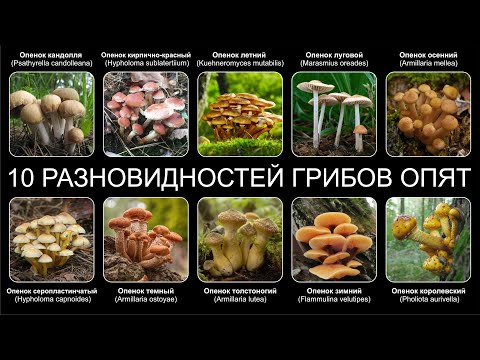 Видео: Топ 10 РАЗНОВИДНОСТЕЙ ГРИБОВ ОПЯТ