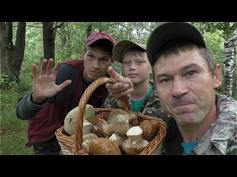 Видео: БЕЛЫЕ ГРИБЫ МНОГО МНОГО!  НИКОГДА СТОЛЬКО МНОГО НИ ВИДЕЛ! ПОЛЯНЫ БЕЛЫХ ГРИБОВ!