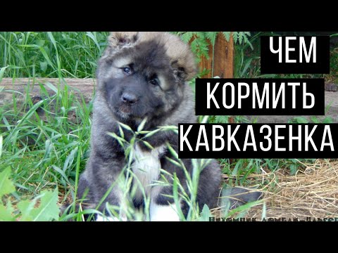 Видео: Как кормить: щенки кавказской овчарки. Щенки кавказца. Питомник кавказских овчарок. Домбай-Ульген.