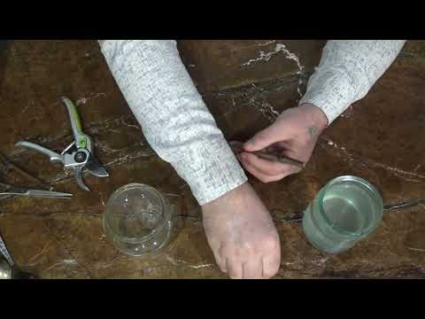 Видео: Проращивание черенков винограда на воде .Часть 1