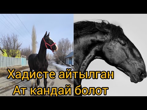 Видео: Хадисте айтылган ат кандай болот.