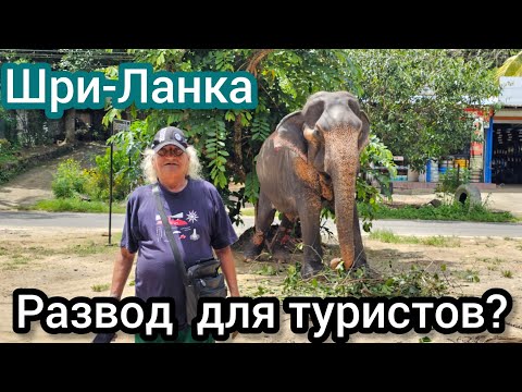 Видео: Ехали на рикше 3 часа к слонам и в итоге не захотели платить 100$... Шри-Ланка.