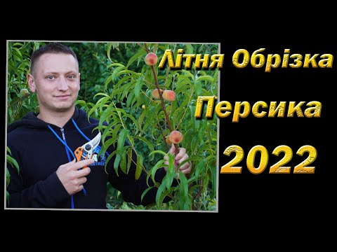 Видео: Літня обрізка персика 2022