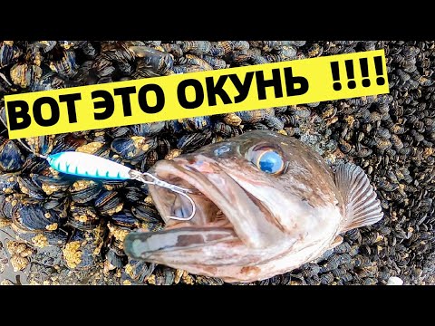 Видео: СБОР МИДИЙ И РЫБАЛКА НА ОКУНЯ В ТИХОМ ОКЕАНЕ НА ЗАПАДЕ США
