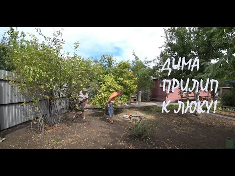 Видео: Сбор ЧЕРНОПЛОДНОЙ РЯБИНЫ Штаны Димы прилипли к смоле люка! Наш самый ВКУСНЫЙ КОМПОТ!_31.08.2024