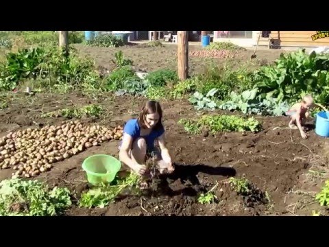 Видео: Семья Бровченко. Сбор картошки и уборка урожая (часть 1) (09.15г.)