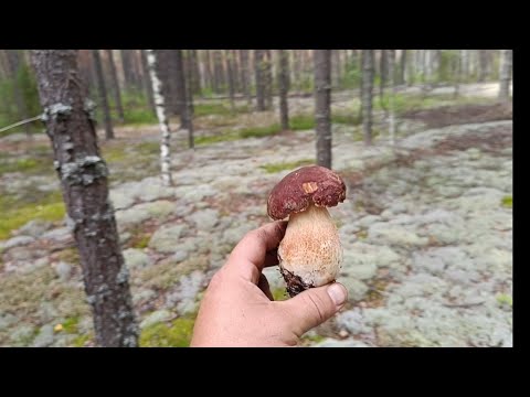 Видео: За грибами!Тихая охота.Косим косой белые грибы ,боровики,грибные места Нижегородской области,август.