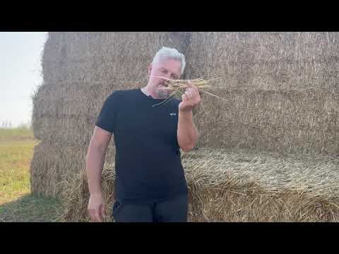 Видео: Рулон или тюк - плюсы минусы