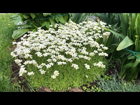 Видео: Благоухает сирень. Цветут камнеломки, флокс  шиловидный, иберис..