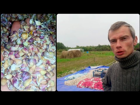 Видео: Шелушение бульбочки чеснока