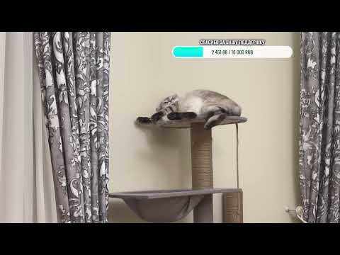 Видео: Соскучились