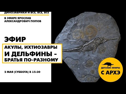 Видео: Детский эфир «Акулы, ихтиозавры и дельфины — братья по-разному» с Ярославом Поповым