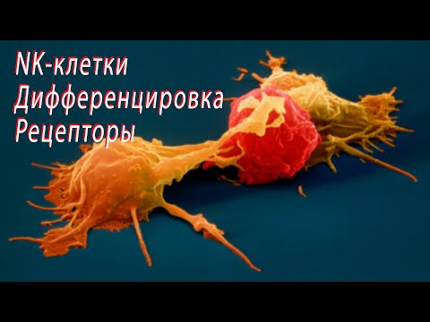 Видео: "NK-клетки, дифференцировка, рецепторы" Заседание СНК от 07.04.2022