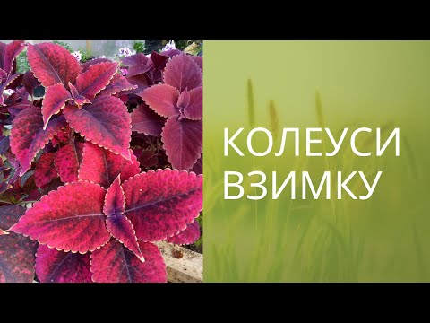 Видео: Як зимують наші колеуси