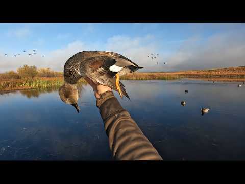 Видео: Утиная охота в глуши! // Разное — кряквы и гады!