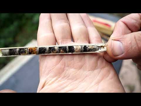 Видео: Осмии - мой опыт разведения