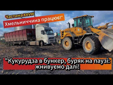 Видео: Важкі будні ЗЕРНОВОЗА! Кукурудза в бункер, буряк на паузі: жнивуємо далі! Хмельниччина працює!