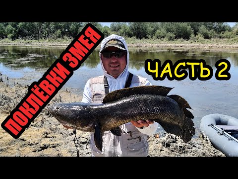 Видео: ПОКЛЁВКА ЗМЕЯ ЗА ПОКЛЁВКОЙ / ЧАСТЬ 2 / ЛОВЛЯ ЗМЕЕГОЛОВА НА СПИННИНГ
