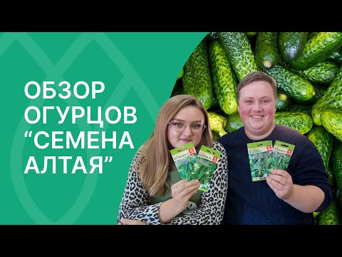 Видео: Лучшие семена огурцов от компании Семена Алтая!