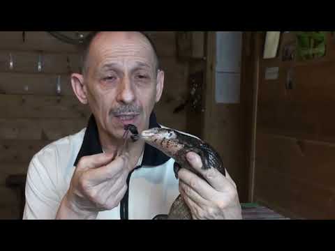 Видео: Гигантский синеязыкий сцинк Tiliqua gigas