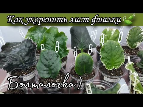 Видео: Видео для начинающих! Укоренение листа 🍃фиалки и последующий уход за ним)