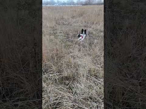 Видео: Второй выход на выпас с бордер колли Ладой. Лада учится контролировать овец