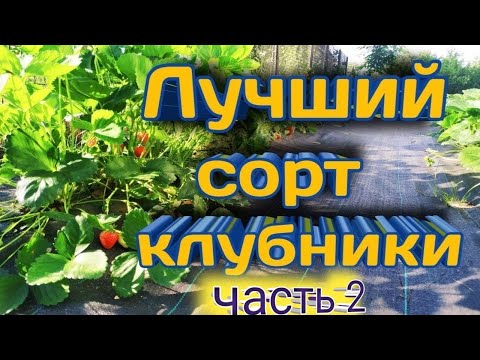 Видео: Лучший сорт клубники 🍓!!! Какой самый лучший сорт клубники? Как выбрать? Часть 2. Belklubnika.by