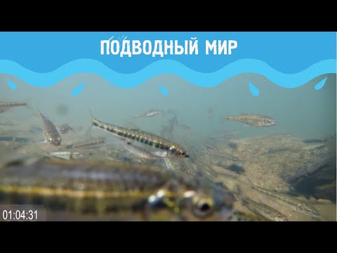 Видео: Подводный мир 2. Выпуск 4