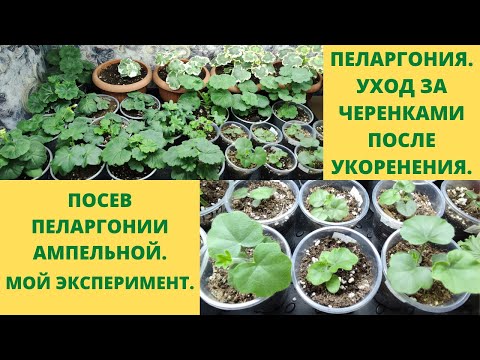 Видео: Выращивание пеларгонии по новому.Эксперимент Пеларгонии из черенка.Чем удобряю?Как формирую кустик.?