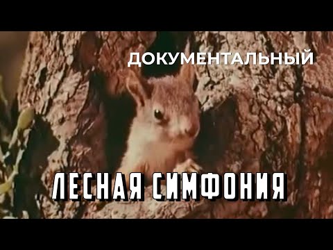 Видео: Лесная симфония (1968 год) документальный