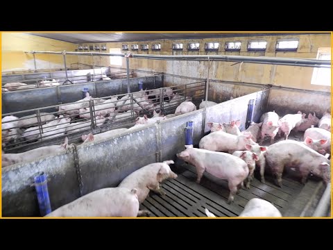 Видео: СВИНОФЕРМА В ДАНИИ. КОРМЛЕНИЕ СВИНЕЙ 30-120 КГ