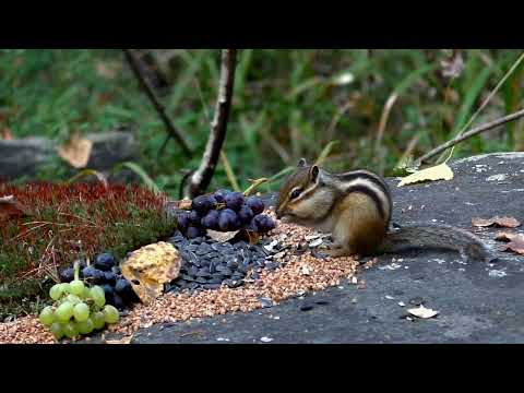Видео: Надо больше натаскать Скоро спать, скоро спать!!!