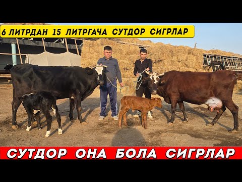 Видео: СУТДОР  ОНА  БОЛА   ВА   БУГОЗ  СИГИРЛАР  САДУЛЛА   ФЕРМЕР  18-ОКТАБРЬ  2023