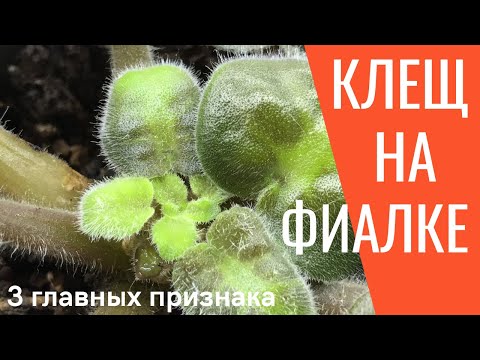 Видео: Клещ на ФИАЛКАХ! 3 Главных признака ЗАРАЖЕНИЯ клещом