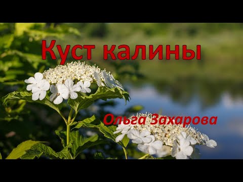 Видео: Куст калины   Ольга Захарова