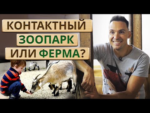 Видео: Где животным лучше: в контактном зоопарке или на ферме? / Как расположить к себе корову?