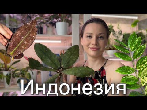 Видео: Адаптация хойи после покупки| Хойя Ундулата| Распаковка растений из Индонезии